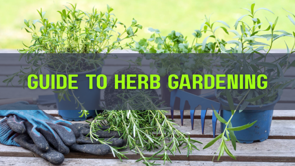 what is herb gardening